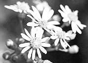 求介绍网页DDOS攻击平台